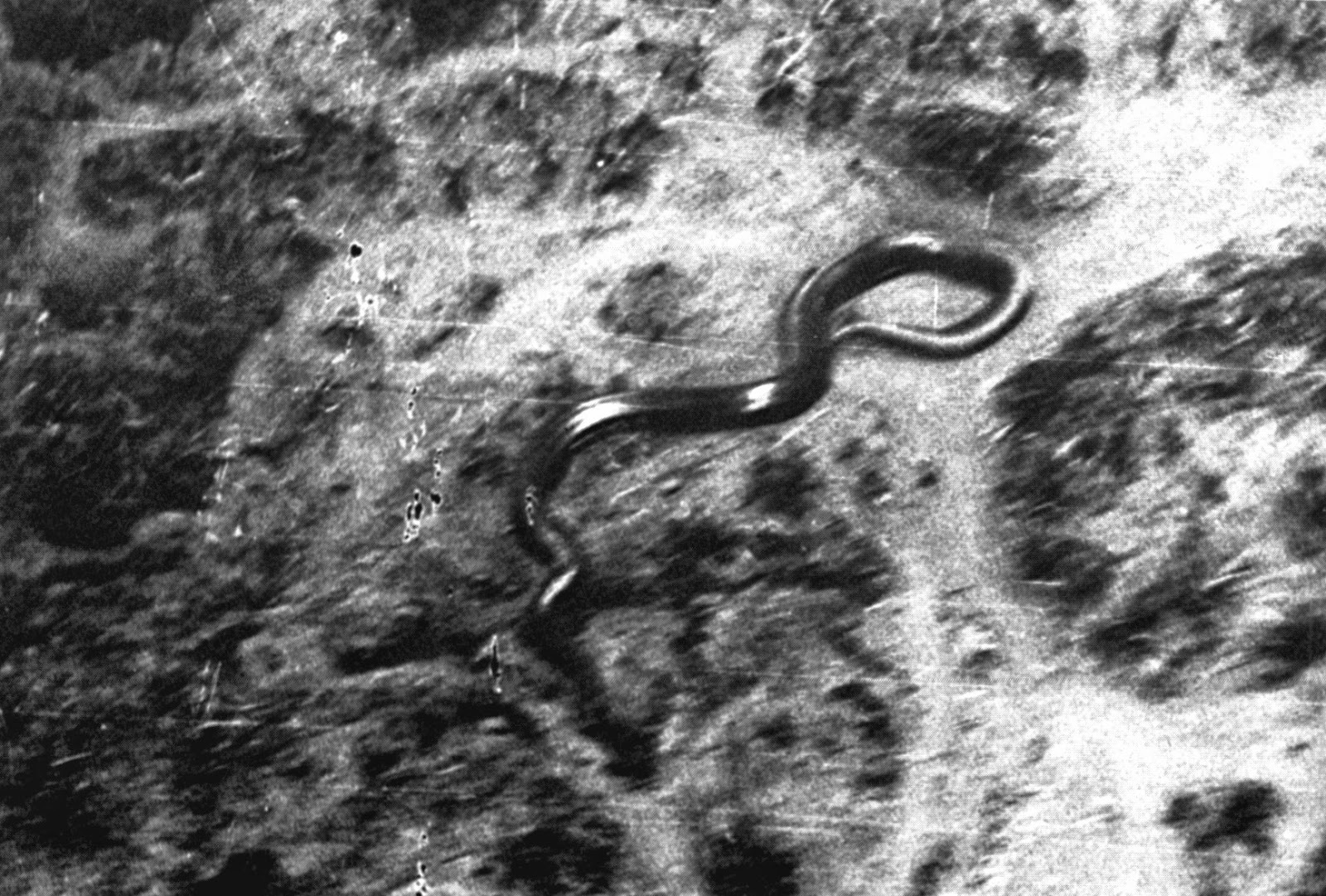 ShukerNature: GIANT ANACONDAS AND OTHER SUPER SIZED CRYPTOZOOLOGICAL - 1600x1081 - jpeg Titanoboa Sightings